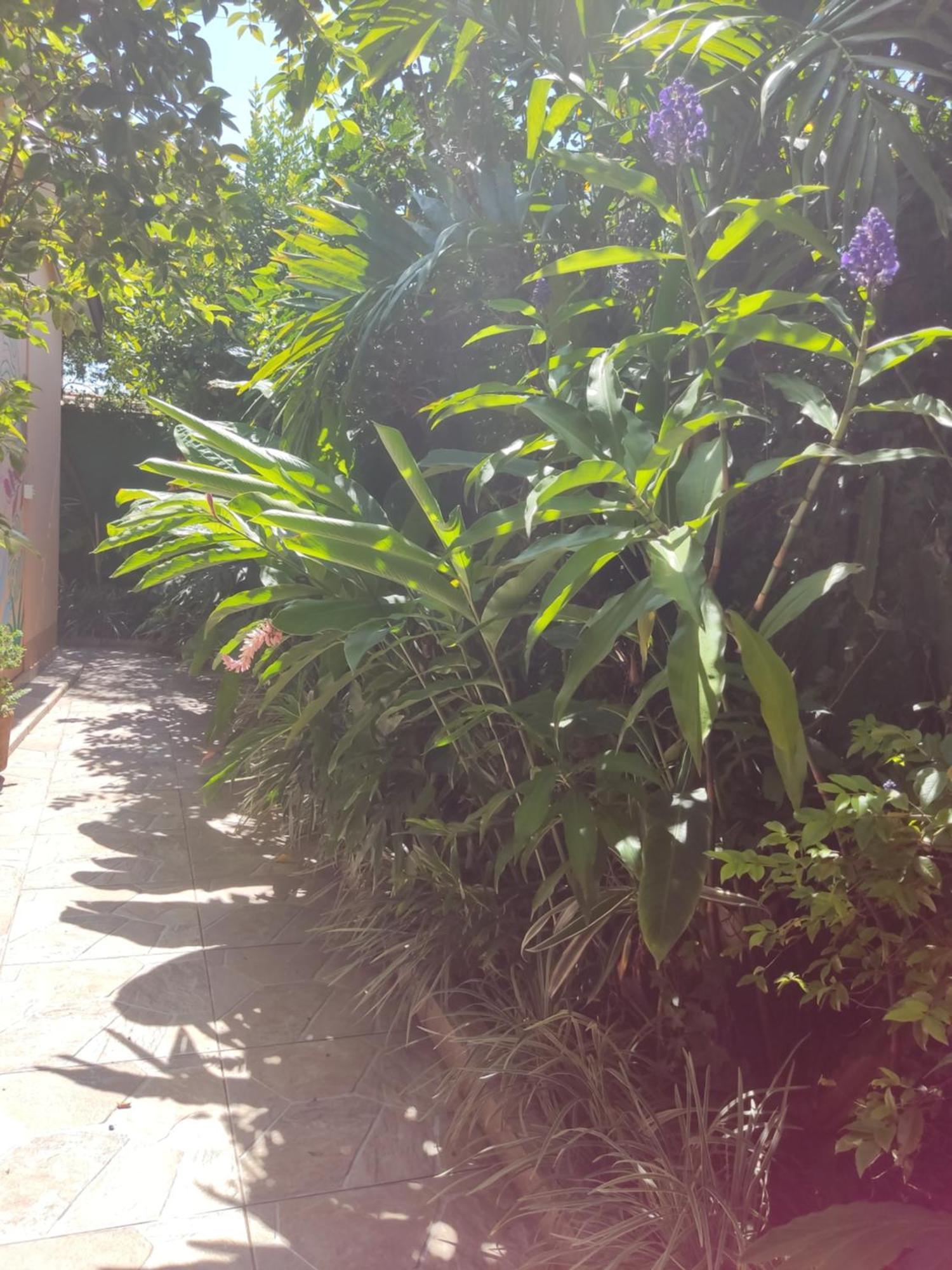 Recanto Toca Das Plantas De Ilhabela I الغرفة الصورة